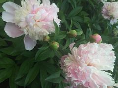 iphone_upload_pic-景山公园