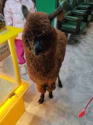 -神奇动物撸宠馆·羊驼·小浣熊·异宠(豫园店)