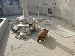 -保定市动物园