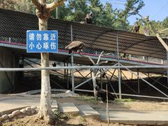 -西霞口神雕山野生动物世界