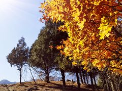 -北京鹫峰国家森林公园