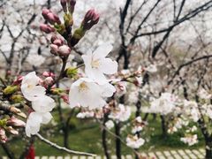-苏州上方山国家森林公园