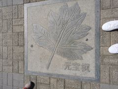 -大兴滨河森林公园