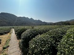 -中国茶叶博物馆(双峰馆区)