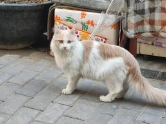 -萌兽医馆·犬猫专科·眼科中心·宠物医院(朝阳门分院)