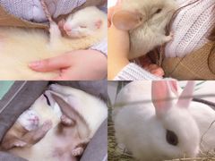 -藦茜花园宠物主题亲子互动体验馆(国顺东路店)