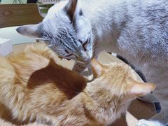 -藏猫猫咖啡主题馆(中央大道店)