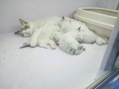-喵的天空名猫咖啡馆·撸猫·猫舍·用品