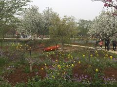 -天王浮山樱花园