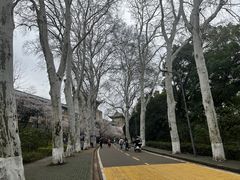 -武汉大学-樱园