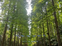 -黄海国家森林公园