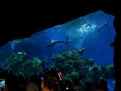 -芜湖新华联大白鲸海洋公园