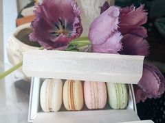 马卡龙-BLACKSWAN黑天鹅(环球店)