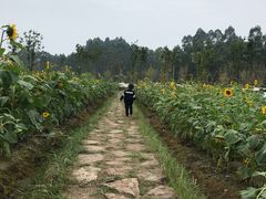 -黄龙溪欢乐田园