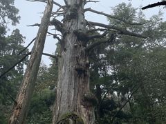 -天目山大树王景区