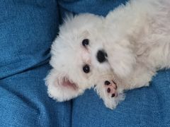 -翊宠yipet猫狗购宠庄园犬舍•猫舍