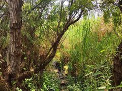 -五甲塘生态湿地公园