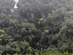 -东莞植物园