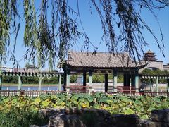 -莲花池公园