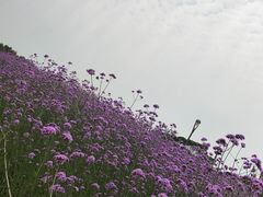 -深圳湾公园(南山区)