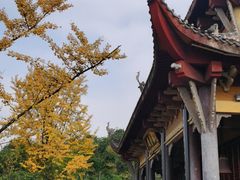 -铁山坪森林公园