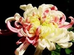 -天津市河西区金子小一一儿童军校幼儿园