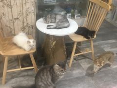 -楼上猫咖(罗湖店)