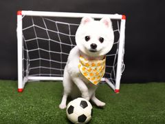 -读宠于你·约克夏比熊·睫角守宫·爬宠售卖(高新店)
