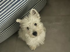 -关爱宠物医院·猫科中心·消化科(滨湖万达分院)