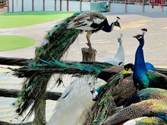 -西双版纳原始森林公园