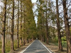 -黄海国家森林公园