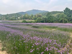 -冶父山国家森林公园