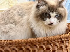 -共舞时光猫咖·狗咖(新街口店)