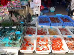 -清平路水族市场