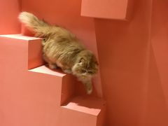 -藏猫猫咖啡主题馆(中央大道店)