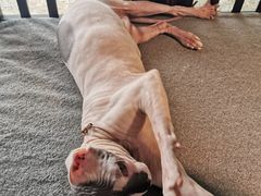 -more than meow吴止猫主题餐厅(承德 中船汇店)