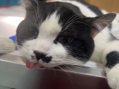 -艾贝尔宠物医院·24H转诊中心·肿瘤猫专科(江宁双龙店)