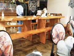 大堂-蓝鲸·缅因猫舍