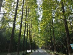 -黄海国家森林公园