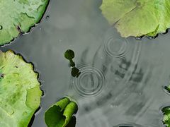 -深圳仙湖植物园