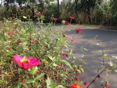 iphone_upload_pic-梁鸿国家湿地公园