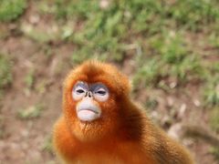 -西霞口神雕山野生动物世界