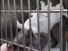 -芭比堂动物医院广州顽皮分院