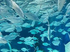 -上海海洋水族馆