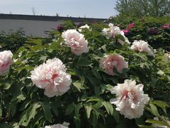 -廊坊市自然公园