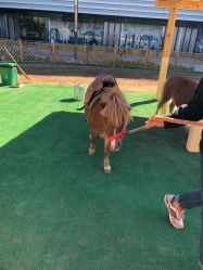 -萌宠亲子动物乐园(槐房万达店)