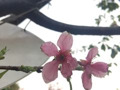 -华威达牛庄(黄埔大道西店)