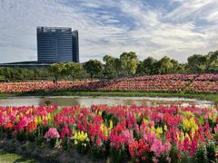 -春花秋色城市公园