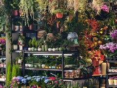 -溪岸路花鸟市场