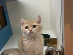 -飞行喵MR PILOT|猫舍·猫咖(静安大融城店)